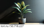 cactus plant potted. Стоковое фото, фотограф Vectorwin / Фотобанк Лори