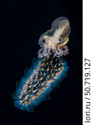 Paper nautilus (Argonauta spp.) riding a salp on a blackwater dive in Anilao, Philippines (2020 год). Стоковое фото, фотограф Bruce Shafer/Stocktrek Images / ТАСС / Фотобанк Лори