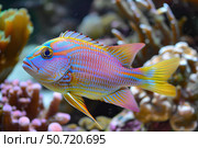 Colorful anthias fish swimming in coral reef aquarium. Стоковое AI-изображение, AI-художник Иван Рябоконь / Фотобанк Лори