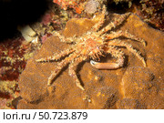 A pronghorn decorator crab, Schizophrys dama, Philippines. Стоковое фото, фотограф David Fleetham/Stocktrek Images / ТАСС / Фотобанк Лори