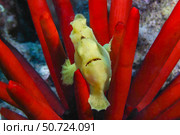 A juvenile Commerson's frogfish, Antennarius commerson, on a slate pencil sea urchin, Hawaii. Стоковое фото, фотограф David Fleetham/Stocktrek Images / ТАСС / Фотобанк Лори