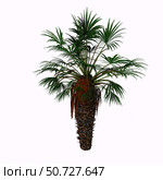 Chamaerops humilis is a shrub-like clumping palm tree. Стоковое фото, фотограф Corey Ford/Stocktrek Images / ТАСС / Фотобанк Лори
