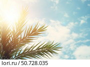 Palm tree leaves swaying in the gentle breeze against a sunny sky. Стоковое AI-изображение, AI-художник Иван Рябоконь / Фотобанк Лори