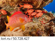 A longjaw squirrelfish, Sargocentron spiniferum, and a school of bigscale soldierfish, Myripristis berndti, Hawaii. Стоковое фото, фотограф David Fleetham/Stocktrek Images / ТАСС / Фотобанк Лори