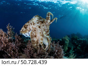 A broadclub cuttlefish hovers above a beautiful coral reef in Komodo National Park. Стоковое фото, фотограф Ethan Daniels/Stocktrek Images / ТАСС / Фотобанк Лори