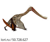 Pterodaustro pterosaur on white background. Стоковое фото, фотограф Corey Ford/Stocktrek Images / ТАСС / Фотобанк Лори