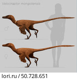 Size comparison of Velociraptor mongoliensis to a human. Стоковое фото, фотограф Christian Masnaghetti/Stocktrek Images / ТАСС / Фотобанк Лори