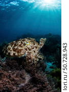A broadclub cuttlefish hovers above a beautiful coral reef in Komodo National Park. Стоковое фото, фотограф Ethan Daniels/Stocktrek Images / ТАСС / Фотобанк Лори