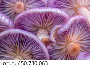 Close up of gills of amethyst deceiver mushrooms growing together. Стоковое AI-изображение, AI-художник Иван Рябоконь / Фотобанк Лори