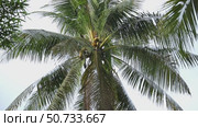 The crowns of palm trees with coconuts, view from below on blue sky background. Tropical vacation concept. Slow motion footage, copy space. Стоковое видео, видеограф Ирина Михайличенко / Фотобанк Лори