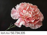 Pink carnation blooming on dark background, elegance and beauty in nature. Стоковое AI-изображение, AI-художник Иван Рябоконь / Фотобанк Лори