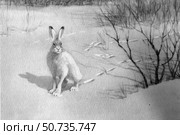 Заяц на снегу с видимыми следами. Стоковая иллюстрация, иллюстратор Retro / Фотобанк Лори