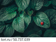 Ladybug standing on a vibrant green leaf in lush foliage. Стоковое AI-изображение, AI-художник Иван Рябоконь / Фотобанк Лори