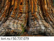 Giant sequoia redwood tree showing impressive textured bark and buttress roots. Стоковое AI-изображение, AI-художник Иван Рябоконь / Фотобанк Лори