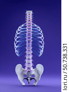 Human spine and rib cage showing intervertebral discs. Стоковое AI-изображение, AI-художник Юрий Поздников / Фотобанк Лори