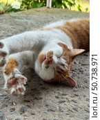 A ginger and white cat stretching after sleep. Стоковое фото, фотограф Vadzim Yakubovich / Фотобанк Лори