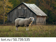 Sheep standing in green field near barn at sunset. Стоковое AI-изображение, AI-художник Иван Рябоконь / Фотобанк Лори