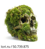 Human skull covered in vibrant green moss on white background. Стоковое AI-изображение, AI-художник Иван Рябоконь / Фотобанк Лори