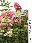 Hydrangea paniculata sort Fraise Melba hydrangea with pink flowers blooms in the garden in summer. Стоковое фото, фотограф Ольга Сейфутдинова / Фотобанк Лори