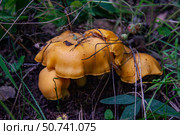 Лисички в траве. Стоковое фото, фотограф О. Король/Бизнес Online / ТАСС / Фотобанк Лори
