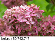 Detailed view of clustered dried pink hydrangea flowers. Стоковое фото, фотограф EugeneSergeev / Фотобанк Лори