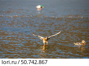 Утка кряква опускается на гладь озера. Стоковое фото, фотограф Олег Пученков / Фотобанк Лори
