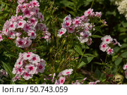 Phlox are blooming in the garden. Summer. Phlox (lat. Phlox) is a genus of beautifully flowering herbaceous plants in the family Polemoniaceae. Стоковое фото, фотограф Андрей Жигальцов / Фотобанк Лори