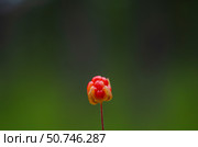 Ягода морошка. Оранжевая морошка на болоте. Стоковое фото, фотограф Яковлев Сергей / Фотобанк Лори