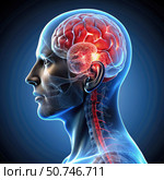 Detailed Human Brain Anatomy Illustration Showing Cerebrum, Cerebellum, Brain stem, and Spinal Cord. Generative AI. Стоковое AI-изображение, AI-художник Roman Zavorotny / Фотобанк Лори