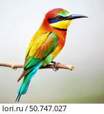Vibrant Bee-eater Bird Perched on Branch. Generative AI. Стоковое AI-изображение, AI-художник Roman Zavorotny / Фотобанк Лори