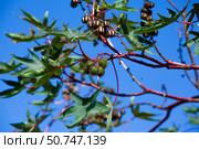 Ricinus communis, the castor bean or castor oil plant. Стоковое фото, фотограф Светлана Брайман / Фотобанк Лори