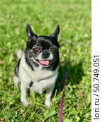 Chihuahua is the smallest black and white dog in the world for a walk in summer. Стоковое фото, фотограф Соболева Наталия / Фотобанк Лори