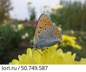 Бабочка червонец фиолетовый, или червонец лиловатый (Lycaena hippothoe), сидит на цветке хризантемы на фоне садовых растений. Стоковое фото, фотограф Азат Шайбаков / Фотобанк Лори
