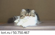 Portrait of a fluffy Persian cat on a dark background. Color striped black with white spots. Стоковое видео, видеограф Светлана Акифьева / Фотобанк Лори