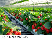 Rows of strawberry plants growing in greenhouse using hydroponics. Стоковое AI-изображение, AI-художник Иван Рябоконь / Фотобанк Лори