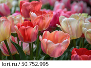 Colorful tulips blooming in garden, creating vibrant spring scene. Стоковое AI-изображение, AI-художник Иван Рябоконь / Фотобанк Лори