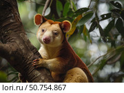 Matschie's tree kangaroo resting on a branch in the rainforest. Стоковое AI-изображение, AI-художник Иван Рябоконь / Фотобанк Лори
