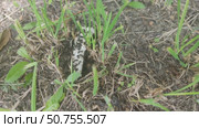 Ants collect something edible from the bones lying on the ground and carry it to the anthill. Other ants collect building materials for the anthill. Стоковое видео, видеограф Андрей Жигальцов / Фотобанк Лори