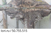 The ant tickles the aphid with its antennae one by one until its abdomen swells with the collected sweet liquid. After that, he returns to the anthill to regurgitate a sweet liquid for his relatives. Стоковое видео, видеограф Андрей Жигальцов / Фотобанк Лори