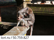 Monkey Forest, Bali Zoo, Indonesia (2016 год). Стоковое фото, фотограф Сергей Стрелков / Фотобанк Лори