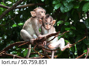 Monkey Forest, Bali Zoo, Indonesia (2016 год). Стоковое фото, фотограф Сергей Стрелков / Фотобанк Лори