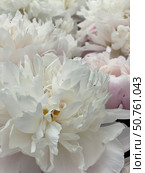 White peonies in full bloom form a delicate and lush floral background. Стоковое фото, фотограф Анастасия Золотницкая / Фотобанк Лори