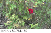 Woman weeding a bush of crimson roses. Pulling out weeds. Стоковое видео, видеограф Vadzim Yakubovich / Фотобанк Лори