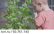 A Child Joyfully Enjoying Nature While Sampling Fresh, Colorful Green Berries in a Beautiful Garden. Стоковое видео, видеограф Olesia Kondrateva / Фотобанк Лори