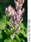 Elegant clary sage blooms with soft purple tones. Vertical crop. Стоковое фото, фотограф Elena Grishina / Фотобанк Лори