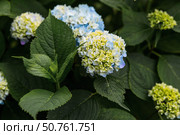 Hydrangea macrophylla (Hydrangea macrophylla). Summer background with flowers. Beautiful landscape in nature with blooming hydrangeas. Beautiful hydrangeas blooming in pink and blue shades. Стоковое фото, фотограф Photojuli / Фотобанк Лори