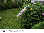 Hydrangea macrophylla (Hydrangea macrophylla). Summer background with flowers. Beautiful landscape in nature with blooming hydrangeas. Beautiful hydrangeas blooming in pink and blue shades. Стоковое фото, фотограф Photojuli / Фотобанк Лори