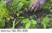 A woman weeds garden beds. Loosens soil with a garden hoe and pulls out weeds. Close-up. Стоковое видео, видеограф Vadzim Yakubovich / Фотобанк Лори