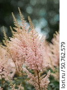 Astilba, or Astilbe (Latin. Astilbe) is a plant of the Saxifragaceae family. Pink flower background. A beautiful, healthy astilbe, blooming in pink tones. Стоковое фото, фотограф Photojuli / Фотобанк Лори