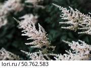 Astilba, or Astilbe (Latin. Astilbe) is a plant of the Saxifragaceae family. Pink flower background. A beautiful, healthy astilbe, blooming in pink tones. Стоковое фото, фотограф Photojuli / Фотобанк Лори